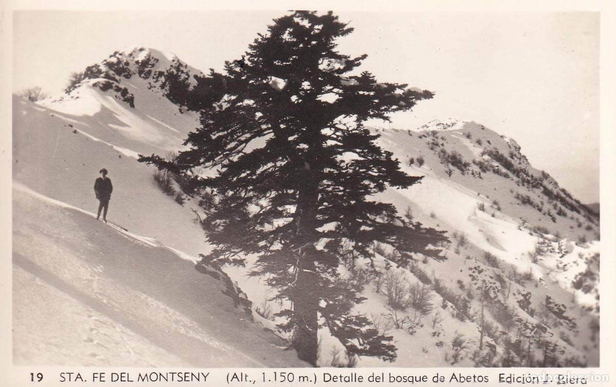 MONTSENY - DETALLE DEL BOSQUE DE ABETOS
