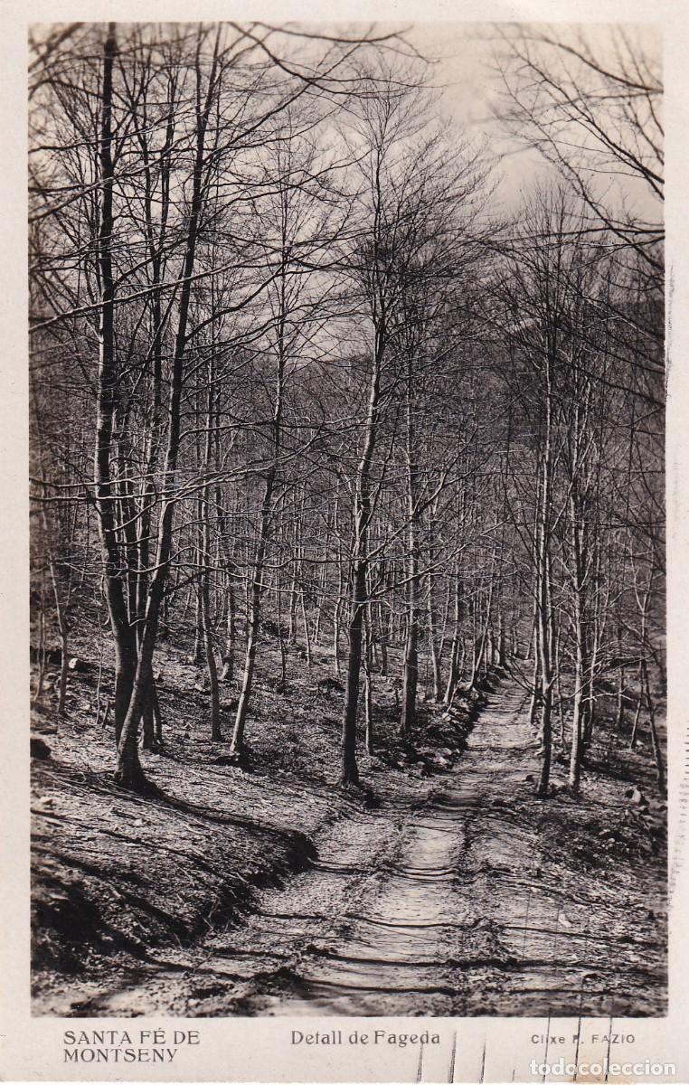 MONTSENY - DETALL DE FAGEDA