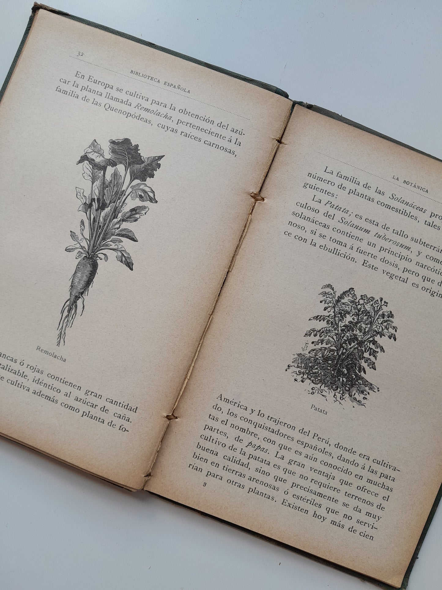 LA BOTÁNICA - GABINO ENCISO (MANUEL VERGÉS, c.1910)