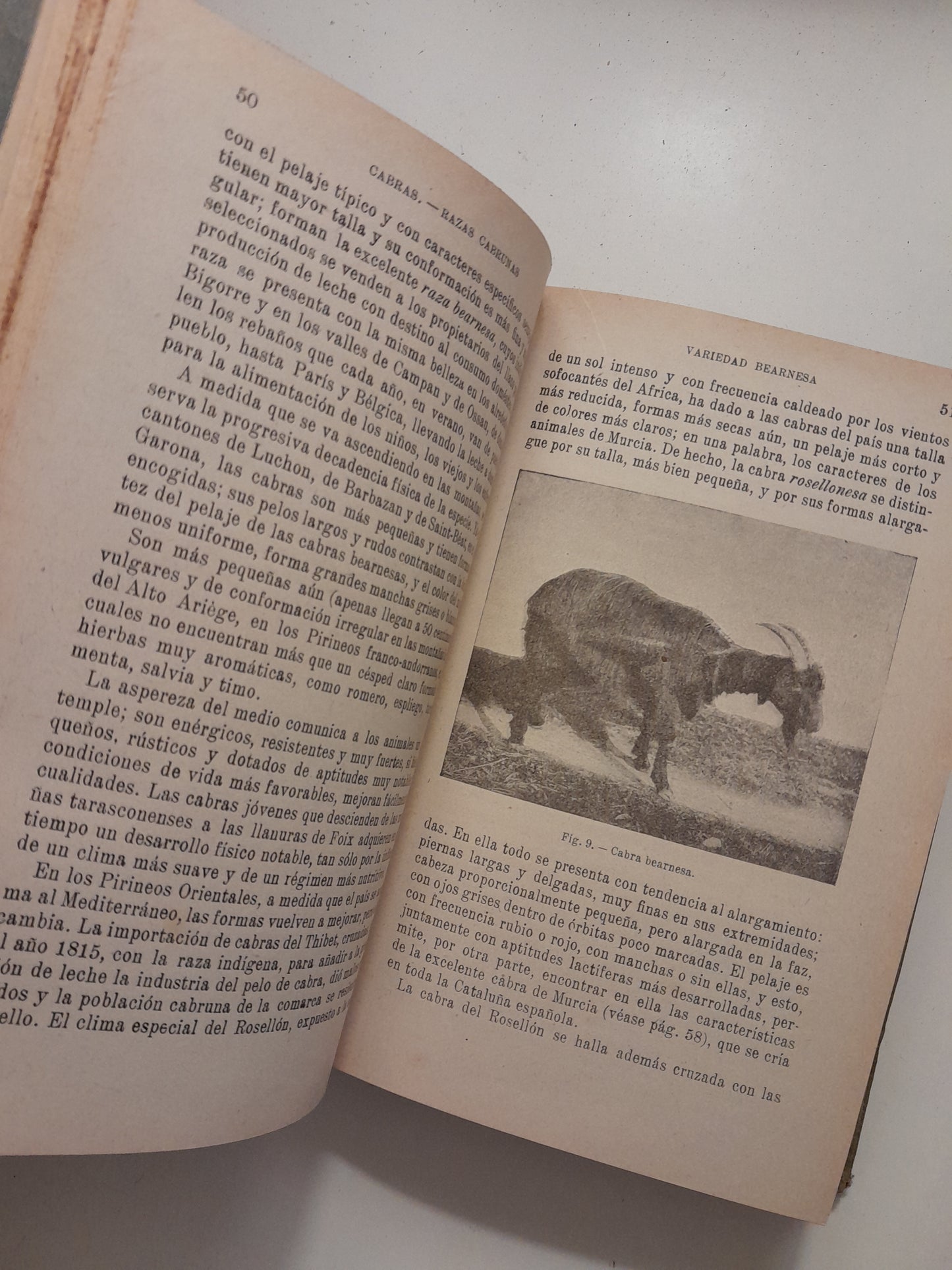 ZOOTECNIA: CABRAS, CERDOS Y CONEJOS - PABLO DIFFLOTH (SALVAT - ENCICLOPEDIA AGRÍCOLA, c.1924)