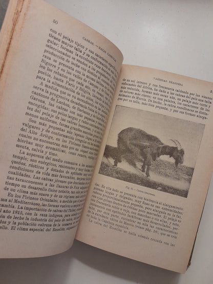 ZOOTECNIA: CABRAS, CERDOS Y CONEJOS - PABLO DIFFLOTH (SALVAT - ENCICLOPEDIA AGRÍCOLA, c.1924)