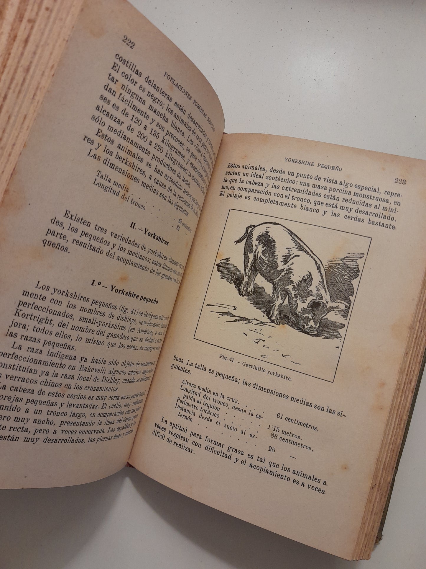 ZOOTECNIA: CABRAS, CERDOS Y CONEJOS - PABLO DIFFLOTH (SALVAT - ENCICLOPEDIA AGRÍCOLA, c.1924)