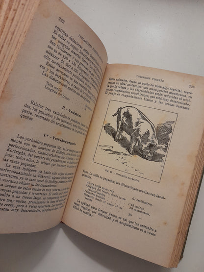 ZOOTECNIA: CABRAS, CERDOS Y CONEJOS - PABLO DIFFLOTH (SALVAT - ENCICLOPEDIA AGRÍCOLA, c.1924)