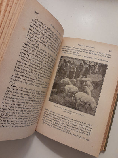 ZOOTECNIA: CABRAS, CERDOS Y CONEJOS - PABLO DIFFLOTH (SALVAT - ENCICLOPEDIA AGRÍCOLA, c.1924)