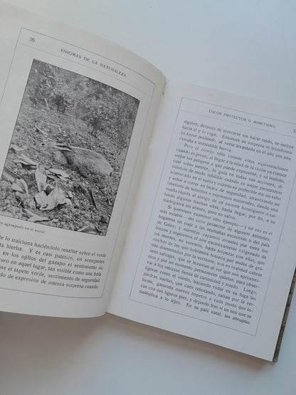 ENIGMAS DE LA NATURALEZA O LAS LUCHAS DE LOS ANIMALES - H. W. SHEPHEARD-WALWYNG (RAMÓN DE S. N. ARALUCE, c.1920)
