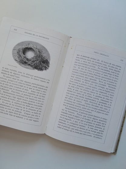 ENIGMAS DE LA NATURALEZA O LAS LUCHAS DE LOS ANIMALES - H. W. SHEPHEARD-WALWYNG (RAMÓN DE S. N. ARALUCE, c.1920)