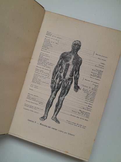 ANATOMÍA ARTÍSTICA - ALFREDO D. FRIPP (GUSTAVO GILI, 1945)
