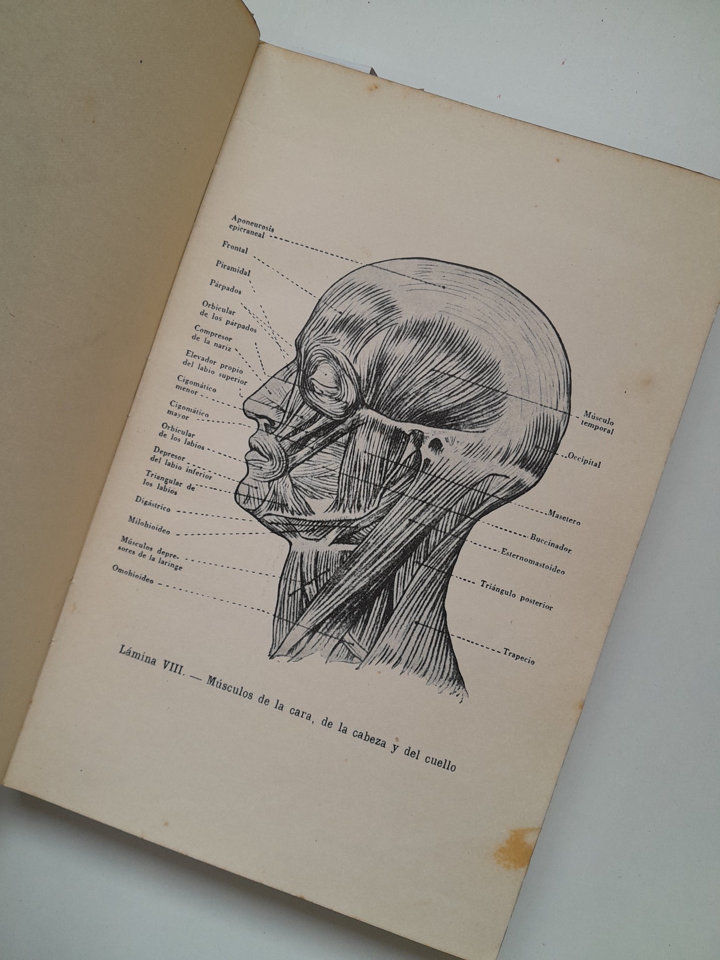 ANATOMÍA ARTÍSTICA - ALFREDO D. FRIPP (GUSTAVO GILI, 1945)