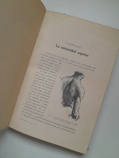 ANATOMÍA ARTÍSTICA - ALFREDO D. FRIPP (GUSTAVO GILI, 1945)