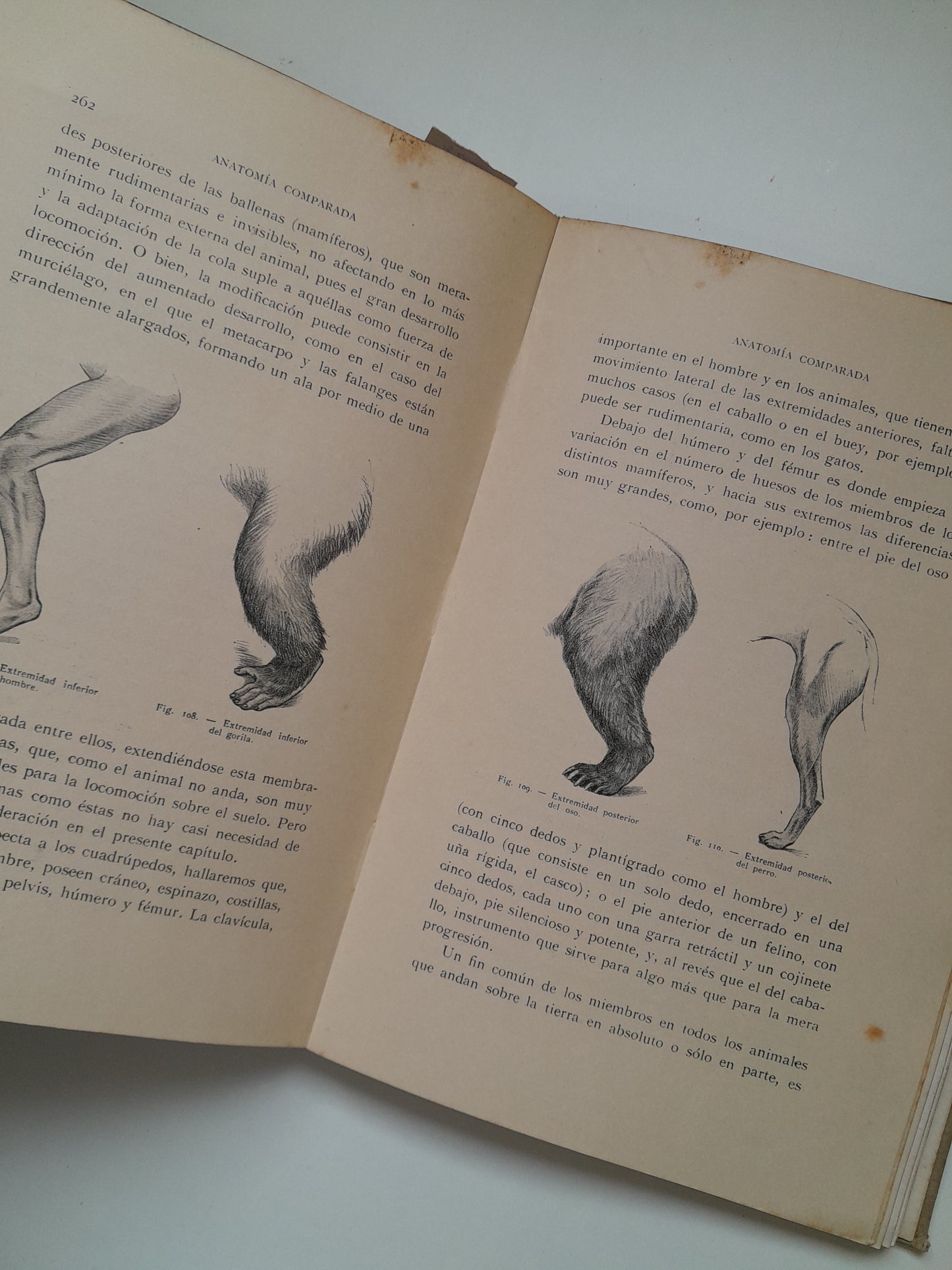 ANATOMÍA ARTÍSTICA - ALFREDO D. FRIPP (GUSTAVO GILI, 1945)