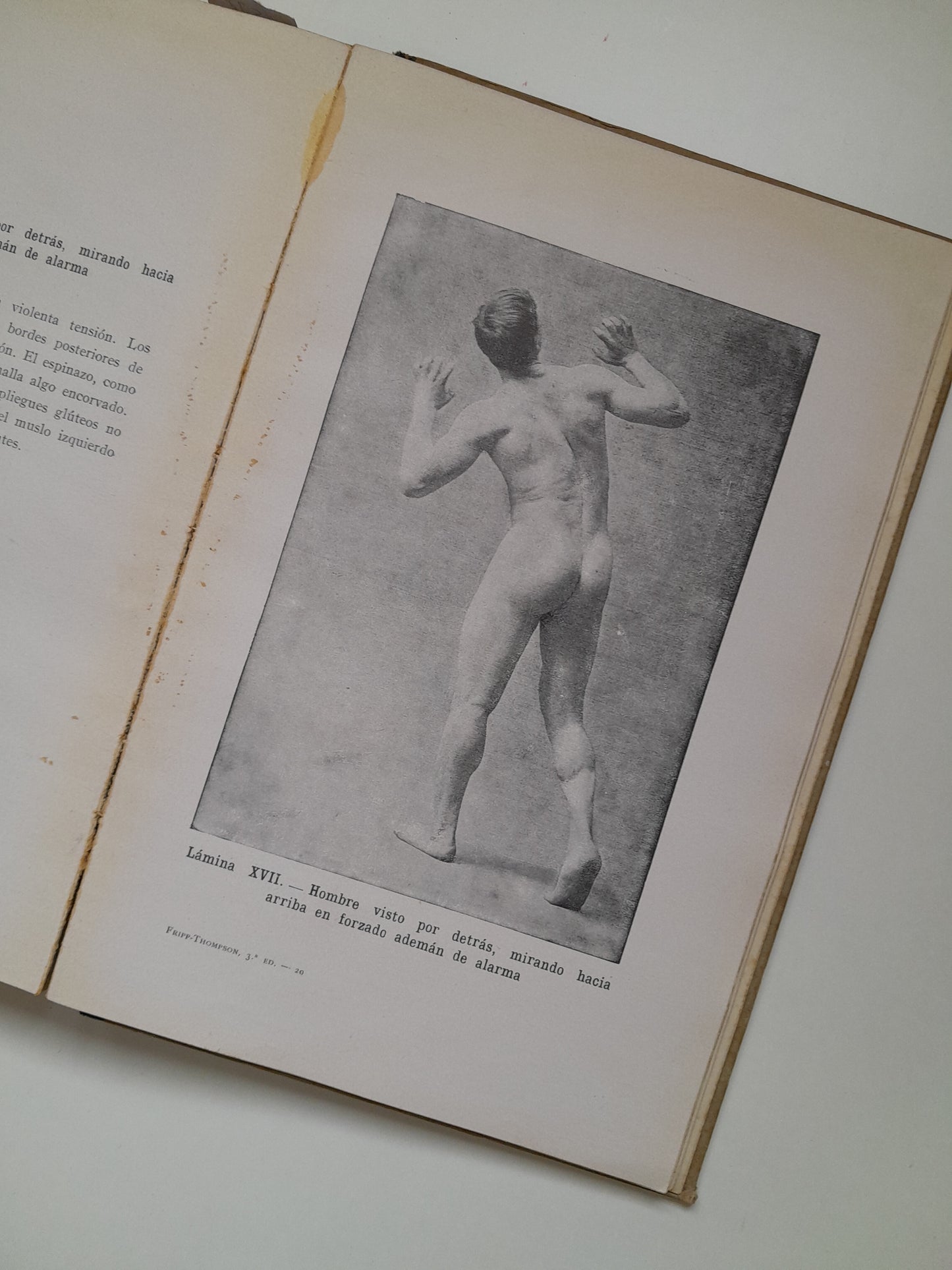 ANATOMÍA ARTÍSTICA - ALFREDO D. FRIPP (GUSTAVO GILI, 1945)