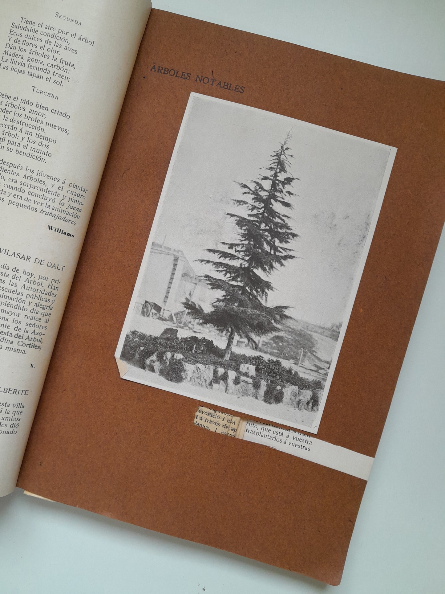 CRÓNICA DE LA FIESTA DEL ÁRBOL EN ESPAÑA (1907)