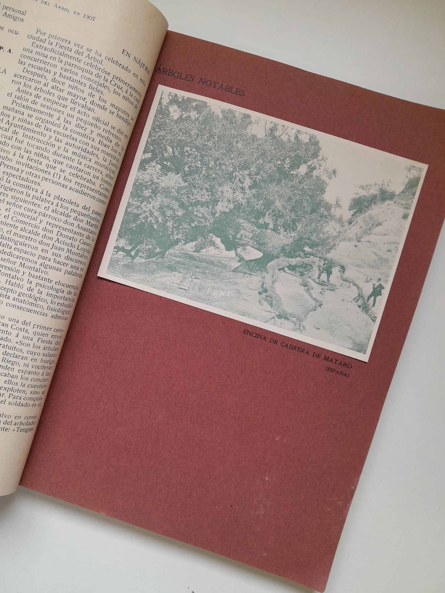 CRÓNICA DE LA FIESTA DEL ÁRBOL EN ESPAÑA (1907)