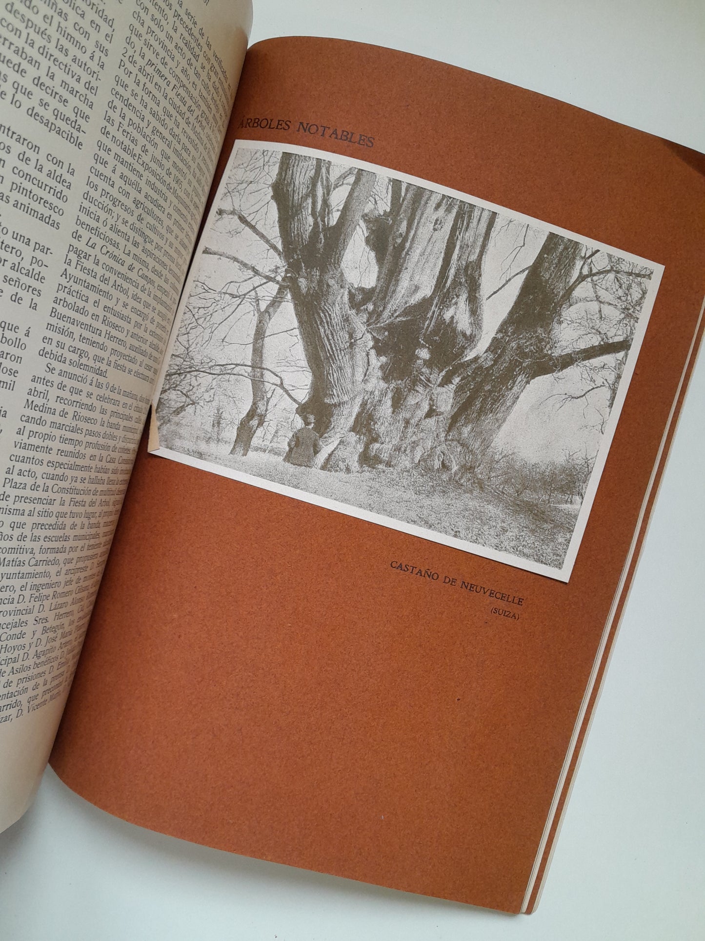 CRÓNICA DE LA FIESTA DEL ÁRBOL EN ESPAÑA (1907)