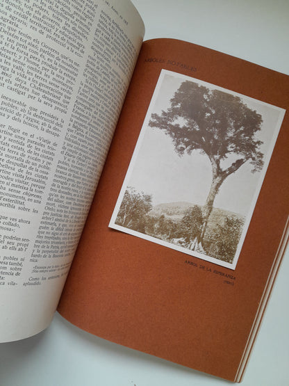 CRÓNICA DE LA FIESTA DEL ÁRBOL EN ESPAÑA (1907)