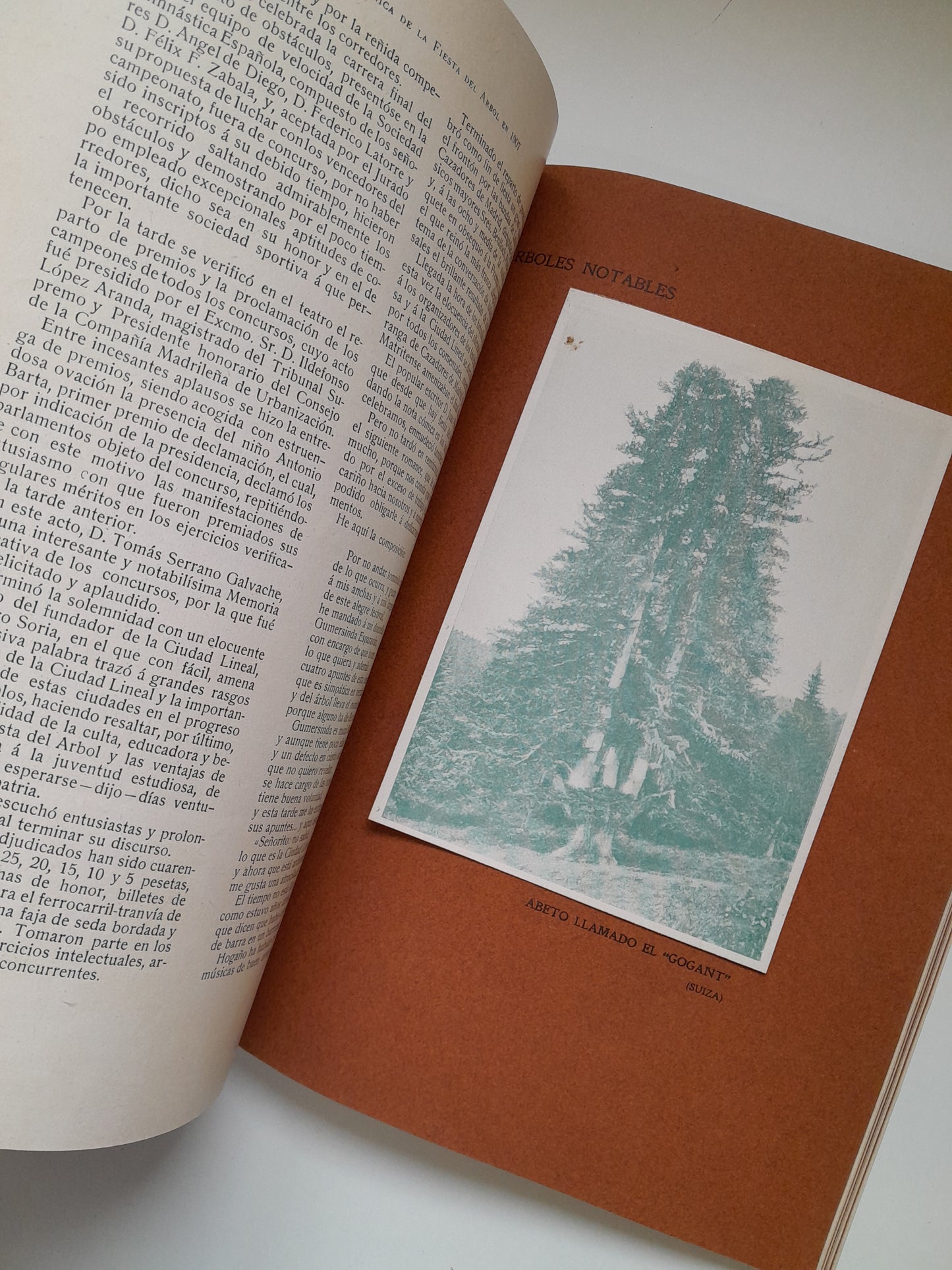 CRÓNICA DE LA FIESTA DEL ÁRBOL EN ESPAÑA (1907)