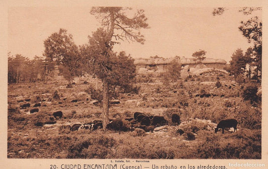 CUENCA - 20. CIUDAD ENCANTADA. UN REBAÑO EN LOS ALREDEDORES